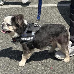 French Bulldogs for Sale - Fluffy Females Available in New York, ny