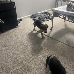 Beagle Puppies for Adoption in Cleveland, oh