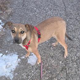 Miniature Pinscher - Female, 6 Months in Oscoda, mi