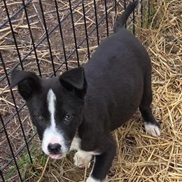 Labrador Male, 9 Months Old in Oscoda, mi