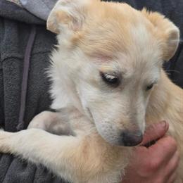 Female Puppy - 4 Months Old in Oscoda, mi