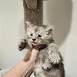 Maine Coon Kittens Available in Michigan in Grand Rapids, mi