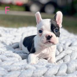 Boston Terrier Puppies Available with AKC Registration in Orlando, fl