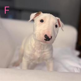 Bull Terrier Puppies Available with Vaccinations in Orlando, fl