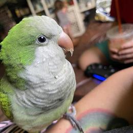 Quaker Parrot - 7 Months Old Green Bird for Sale in Detroit, mi