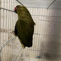 Indian Ringneck Green Adult Bird in Detroit, mi