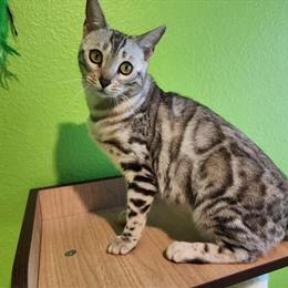 Bengal Silver Female Looking for a New Home in Palm Coast, fl
