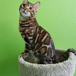 Bengal Proven Young Stud Male Cat for Breeding in Palm Coast, fl