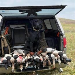 Labrador Retriever Puppies Ready for Christmas in Madisonville, ky
