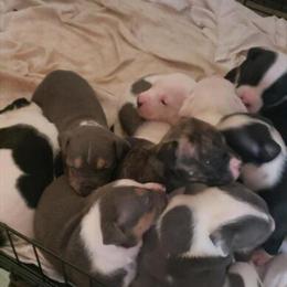 American Bully Puppies for the Holidays in Seattle, wa