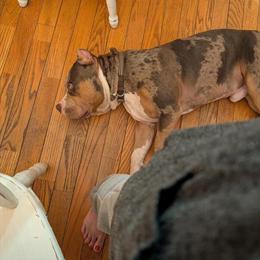 American Bully Stud Service - Blue Tri Merle, 2 Years Old in Bloomingdale, oh