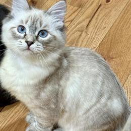 Siberian Kittens Available from SiberianTaj.com in White Plains, ny