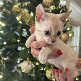 Bengal Kittens Ready for Homes Now in Jacksonville, fl