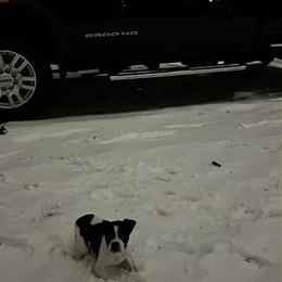 American Bully Looking for a New Home in Detroit, mi