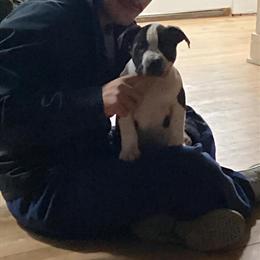 XL American Bully Puppies Available in Chicago, il