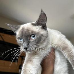 Female Ragdoll Kitten Available in Kalamazoo, mi