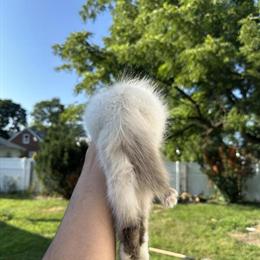 Beautiful Pure Bred Ragdoll Kittens with Vaccinations in Kalamazoo, mi