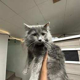 Retired Male Maine Coon Stud Available for Rehoming in Kalamazoo, mi