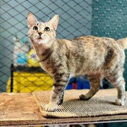 Female Siberian x Oriental Cross Available in Columbus, oh