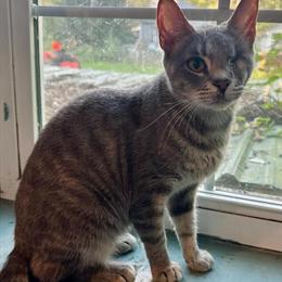 Female Bengal Cat for Breeding or Spay in Columbus, oh