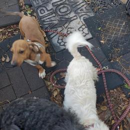 Mini Dachshund Puppy - Male, 5 Months Old in Miami, fl