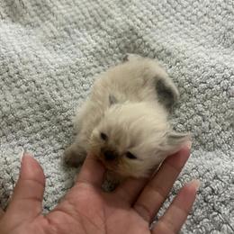 Persian Kittens Available - Born August 2025 in Raleigh, nc