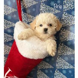 Shih Tzu Mix Puppies Ricotta and Brie Ready for Adoption in Appleton, wi