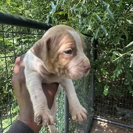 American Pit Bull Terrier Puppies - Mayday & Jeep Bloodlines in Magnolia, nc
