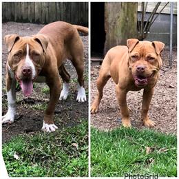 American Bully Pups - 7 Weeks Old, Healthy and Energetic in Magnolia, nc