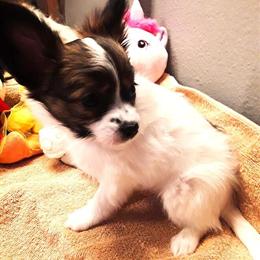 Papillon Female Tricolor Puppy Ready for Forever Home in Westminster, co