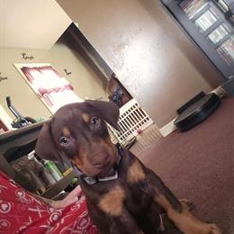 Doberman Puppy Ready for Forever Home in Kokomo, in