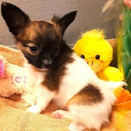 Papillon Female Puppy Available with Free Holiday Delivery in Westminster, co