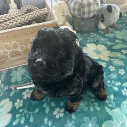 F1b Cavapoo Puppies Available Now in Crossville, tn