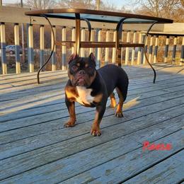 Chocolate Tri Female Micro Exotic Bully for Sale in Chicago, il