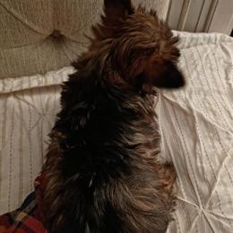 Female Chocolate Yorkshire Terrier Puppy Ready for a New Home in Laurinburg, nc