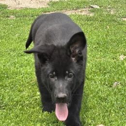 German Shepherd Puppies Available Now in Sunfield, mi