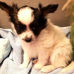 Papillon Male Puppy - Friendly Black, White, and Tan in Westminster, co