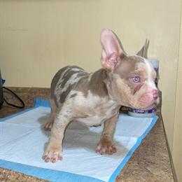 Bully Puppies Available for Forever Homes in Southfield, mi