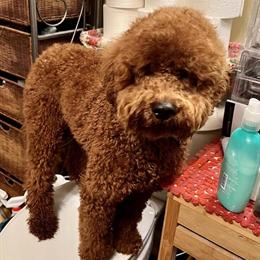 Mini Golden Doodle for Stud - Deep Red, 18lbs, CKC Registered, $1250 in Mount Airy, nc