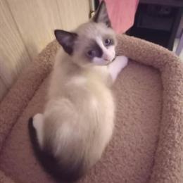 Ragdoll Male Kitten Ready for Adoption in Olney, il