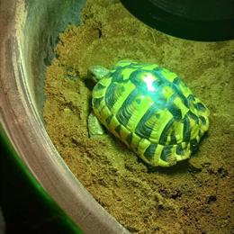 Hermann's Tortoise for Adoption - 4 Years Old in Olney, il