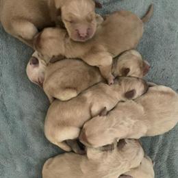 Golden Retriever Stud Available for Service in Clare, mi