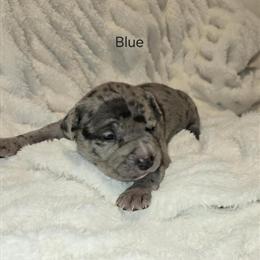 American Bully Puppies Available in Troy, oh