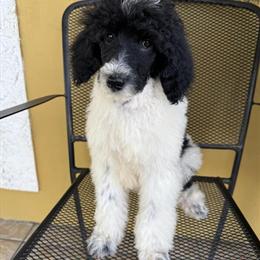 Standard Poodle Puppies Ready for Loving Homes in Hollywood, fl