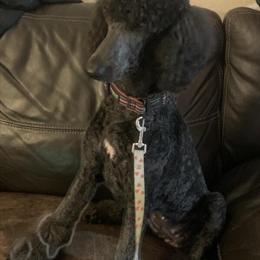 Standard Poodle Needs a New Home in Hollywood, fl