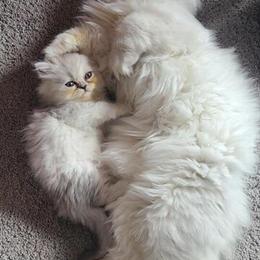 Persian Kittens Available by December 13, 2025 in Mount Holly, nj