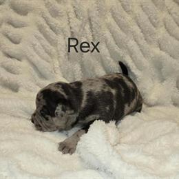 American Bully Puppies Available in Troy, oh