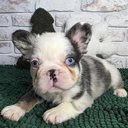 Fluffy French Bulldog Available with Full Rights in Denver, co