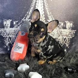 French Bulldog Female - Black & Tan Available in Denver, co