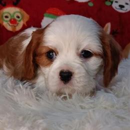 Cavalier King Charles Spaniel Puppies Ready for Christmas in Walker, mn